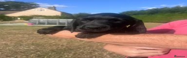 Springador 2