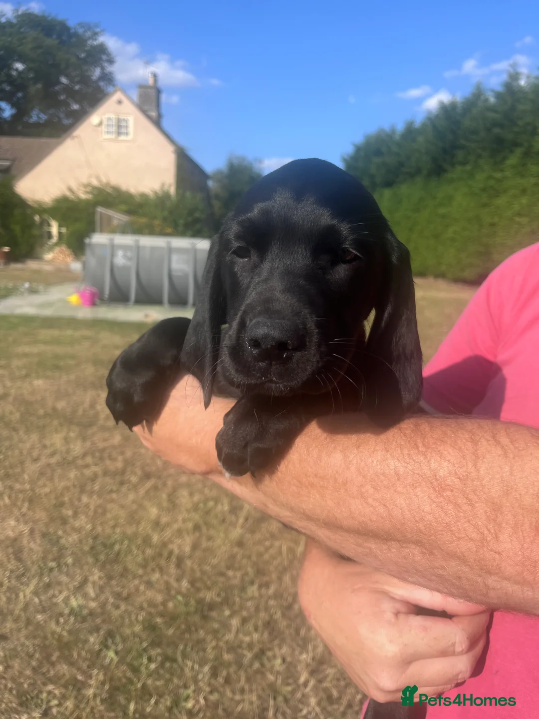 Springador dogs for sale: Springador puos - Advert 1