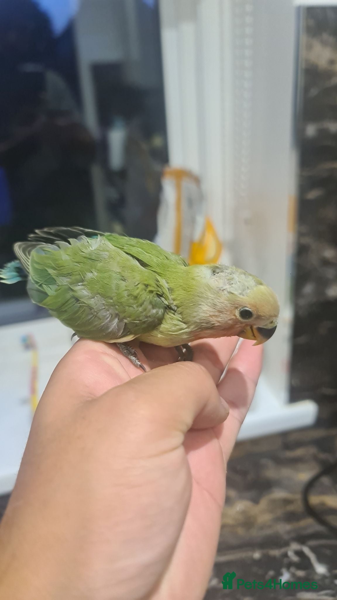 Lovebirds birds Hand reared Silly Tame Lovebirds - Advert 1