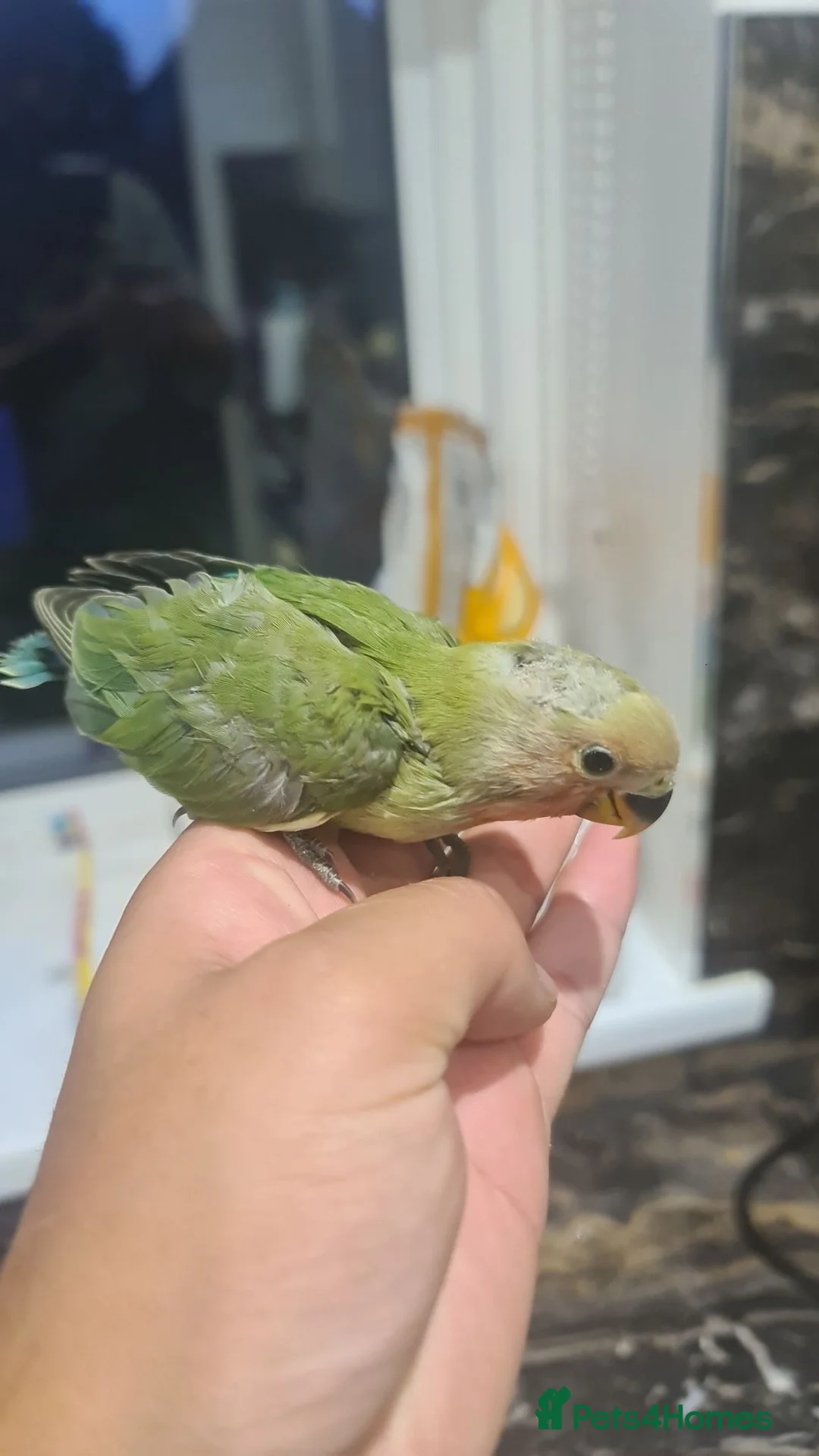 Lovebirds birds for sale: Hand reared Silly Tame Lovebirds - Advert 1