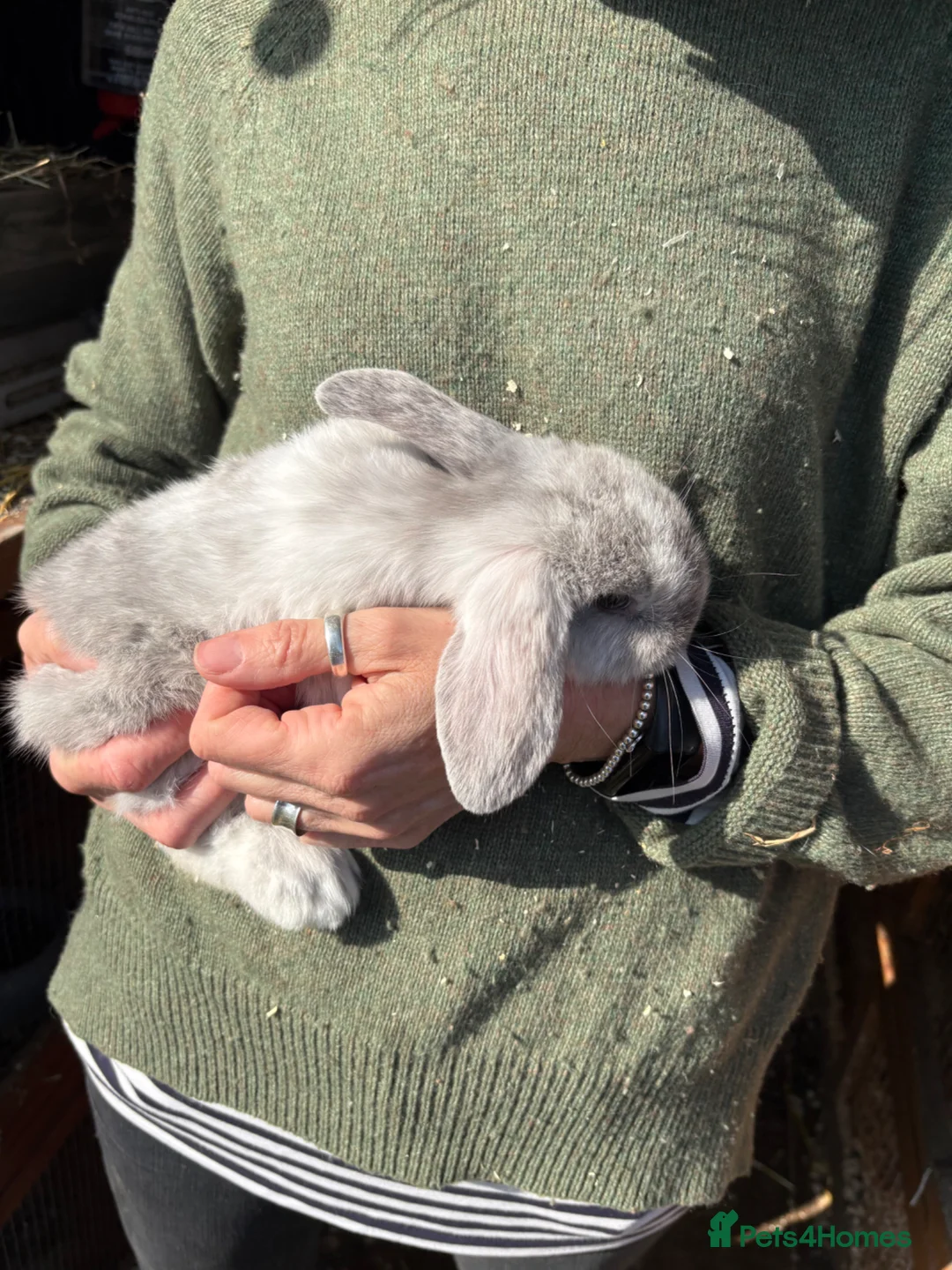 Mini Lop rabbits for sale: Mini Lops - Advert 6