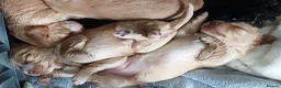Cocker Spaniel dogs for sale: Cocker spaniel puppies for sale  in Newquay - Advert 17