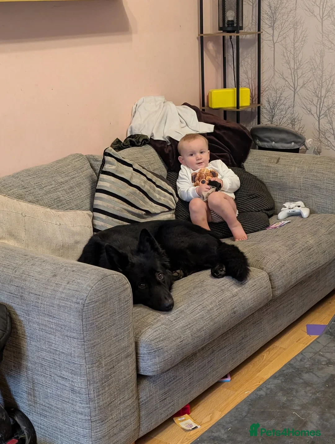 German Shepherd dogs for sale: 2year old female German shepherd  - Advert 2