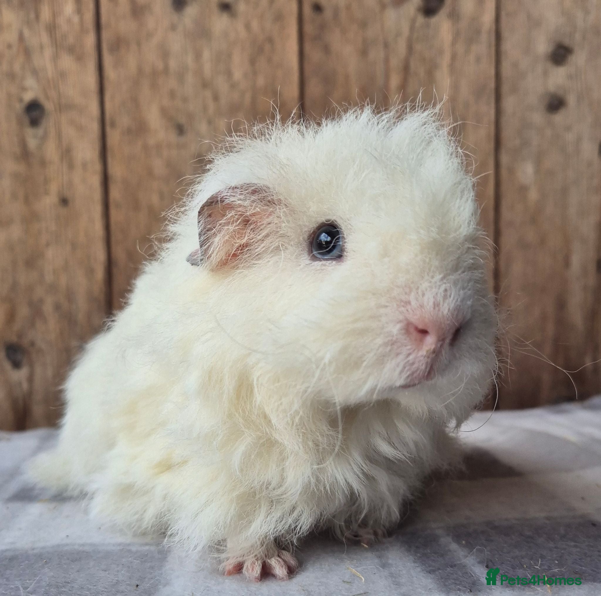 Guinea Pig rodents Sheltie and texel boars  - Advert 1