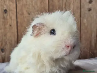 Guinea Pig rodents Sheltie and texel boars - Advert 1