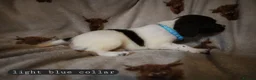 English Springer Spaniel dogs for sale: English Springer Spaniel Pups Working / House pets in Cleator Moor - Advert 10