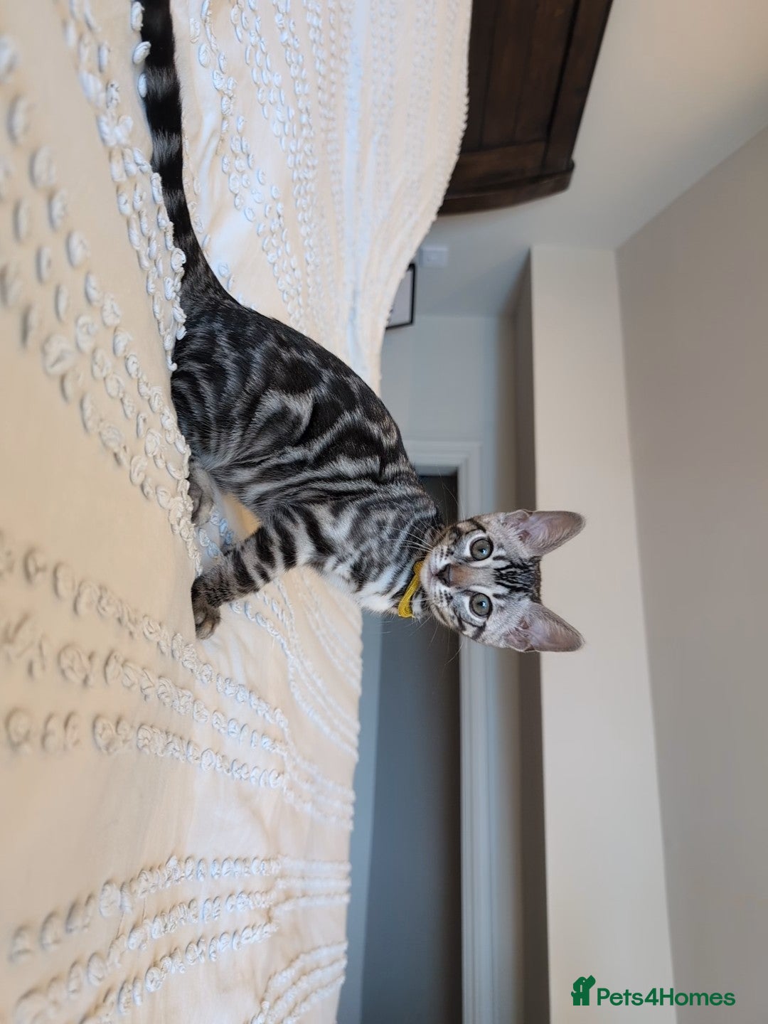 Bengal cats for sale: 🤍🖤🩶 Bengal Kittens 🩶🖤🤍 in Barnoldswick - Image 9