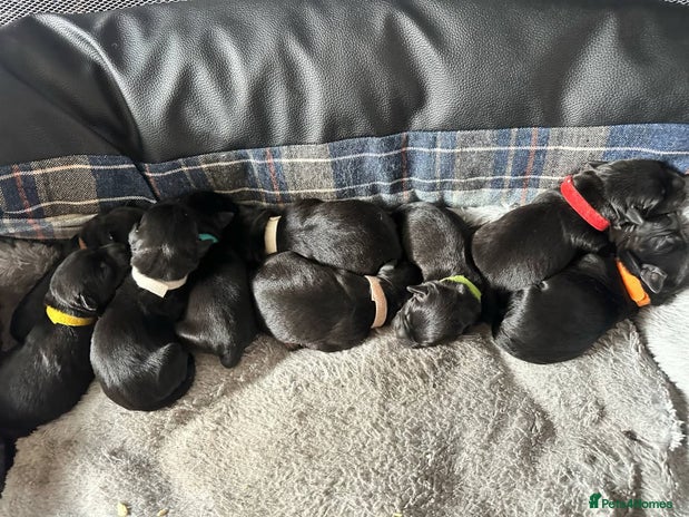 Mixed Breed dogs - Advert 4