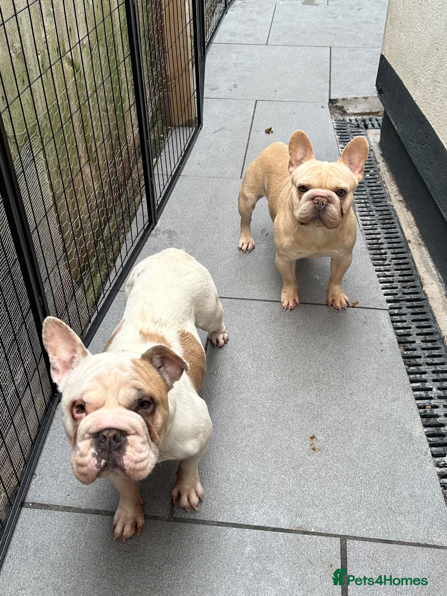 French Bulldog dogs French Bulldog Pair early season  - Advert 3