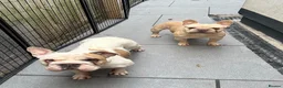 French Bulldog dogs for sale: French Bulldog Pair - Advert 14