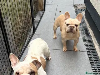French Bulldog dogs French Bulldog Pair early season - Advert 3