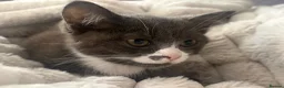Ragdoll cats for sale: Ragdoll X kittens *READY TO LEAVE* - Advert 1