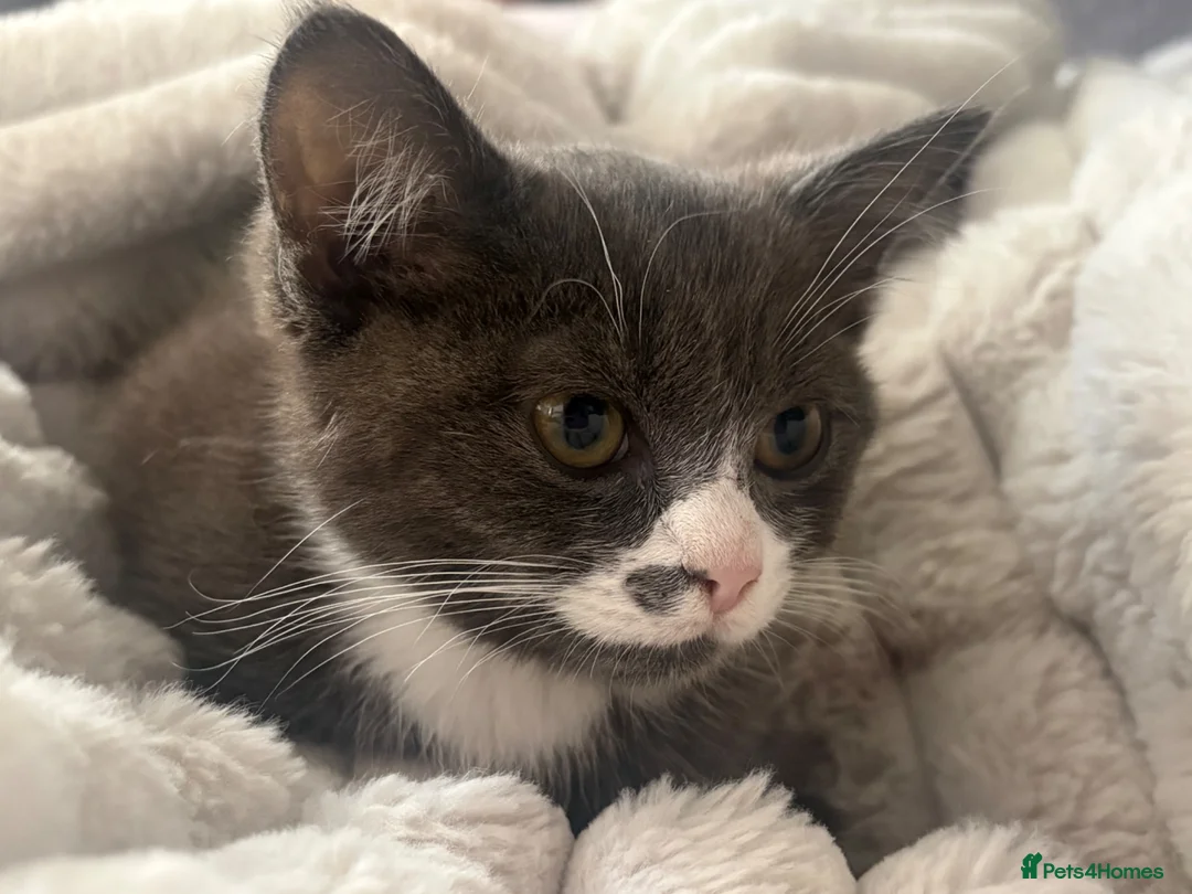 Ragdoll cats for sale: Ragdoll X kittens *READY TO LEAVE* - Advert 1
