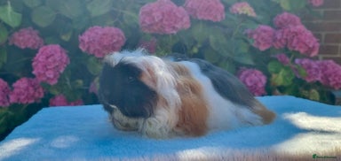 Guinea Pig rodents Sow Pet Pair - Advert 8