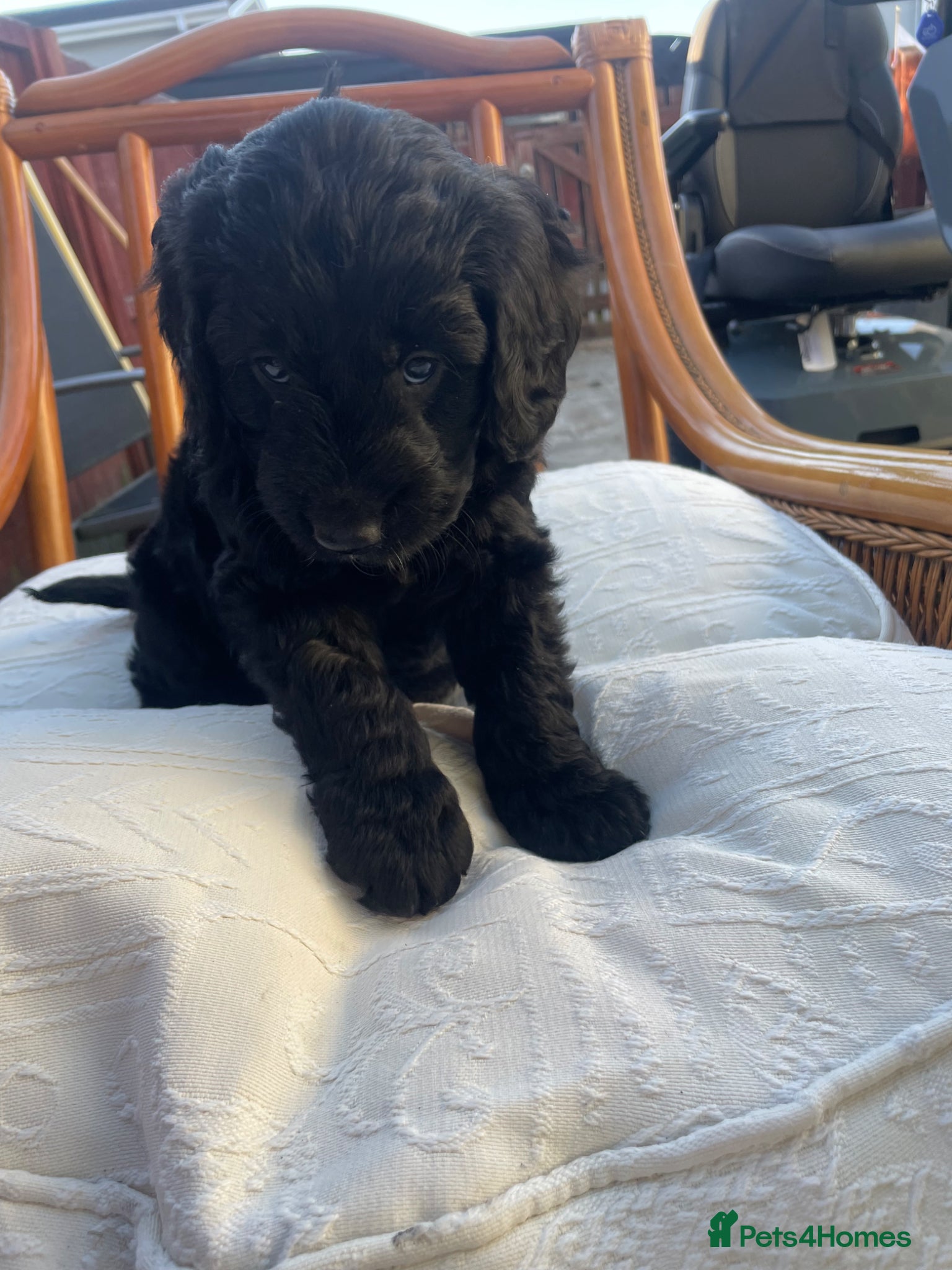 Mini Goldendoodle dogs Therapy lines 1 beautiful black boy available  - Advert 5