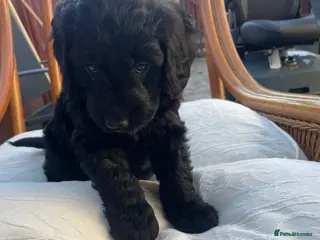 Mini Goldendoodle dogs Therapy lines 1 beautiful black boy available - Advert 5