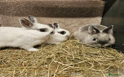 Netherland Dwarf rabbits for sale: Pure Bred Netherland Dwarfs - Image 4