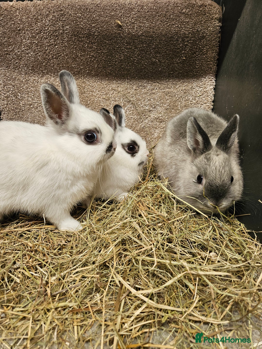 Netherland Dwarf rabbits for sale: Pure Bred Netherland Dwarfs - Image 4