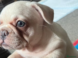 French Bulldog dogs - Advert 32