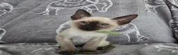 Siamese cats for sale: Adorable siamese kittens - Advert 7