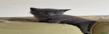 Grey Male kitten