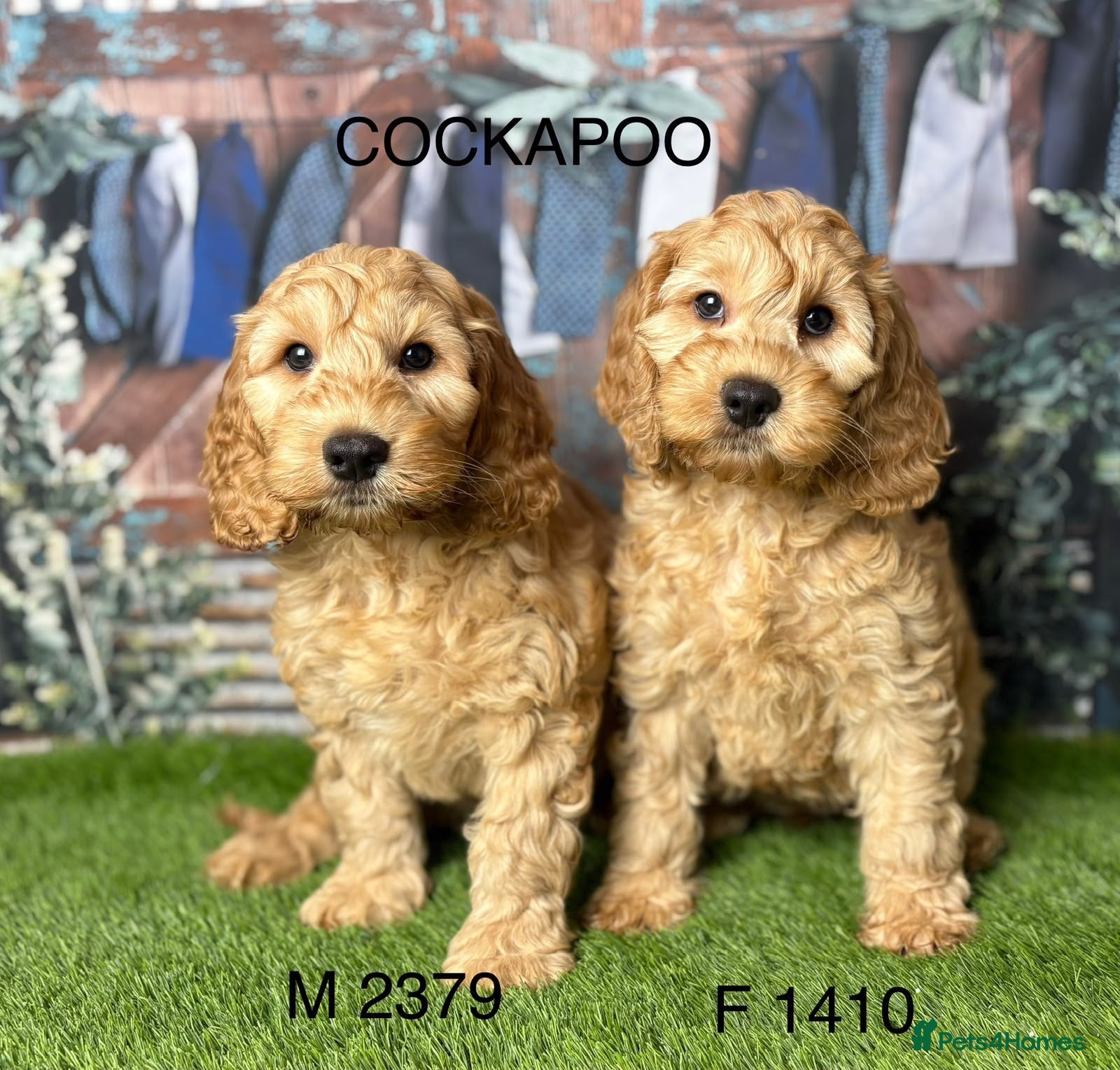 Cockapoo dogs Stunning cockapoo puppies from a licensed breeder  - Advert 1