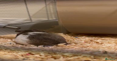 Hamster rodents - Advert 6