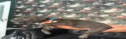 Staffordshire Bull Terrier dogs for sale: Staffordshire bullterrier puppies  in Birmingham - Advert 17