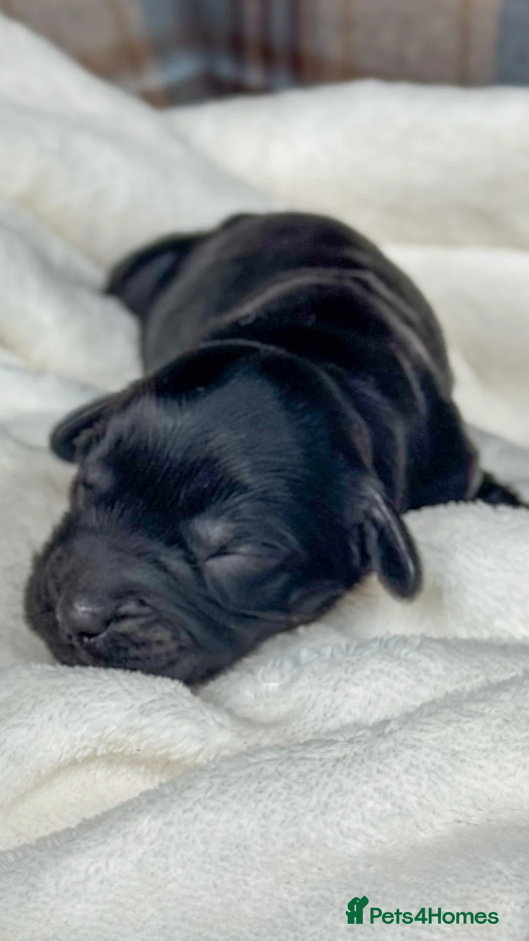 Australian Labradoodle dogs for sale: Five Australian Labradoodle puppies - Advert 4