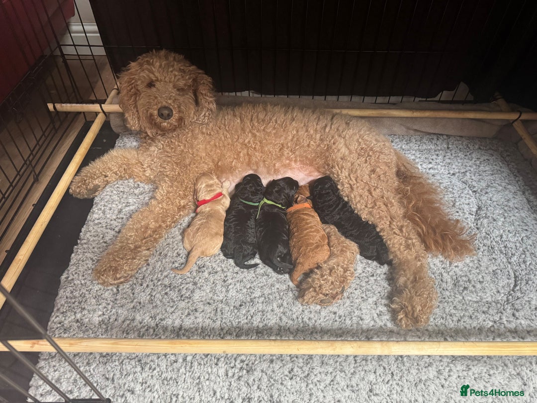 Australian Labradoodle dogs for sale: Annie's Australian Labradoodle Puppies are here! - Advert 5