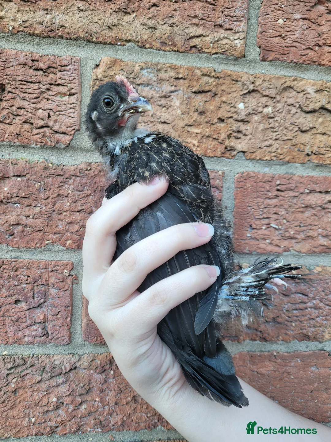 Chickens poultry for sale: Bantam x Silkie 6/7 weeks old in Doncaster - Advert 2