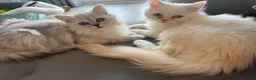 Persian cats for sale: I have two kittens  - Advert 5