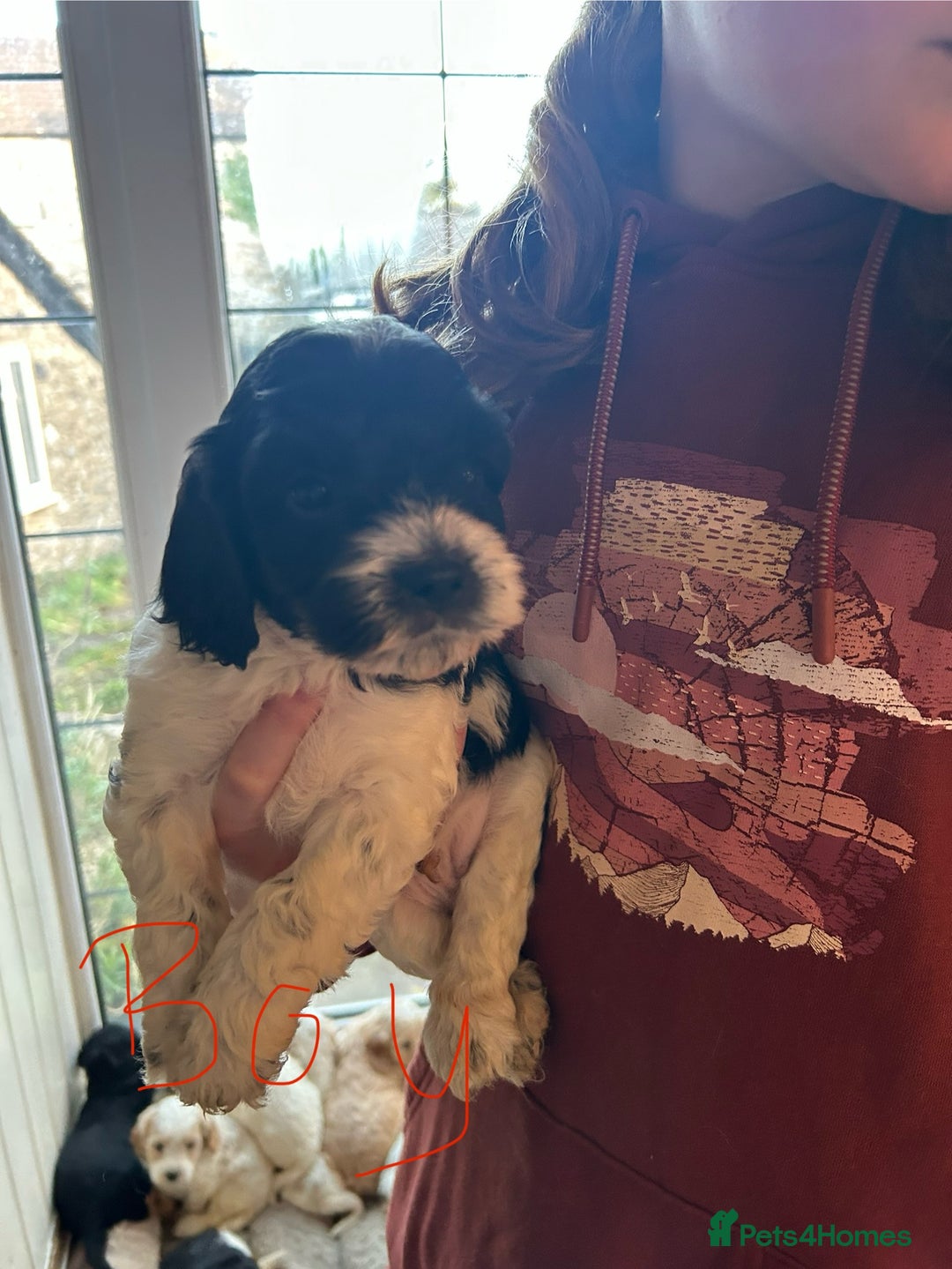 Cavapoo dogs for sale: Beautiful Cavapoo puppies  - Advert 3