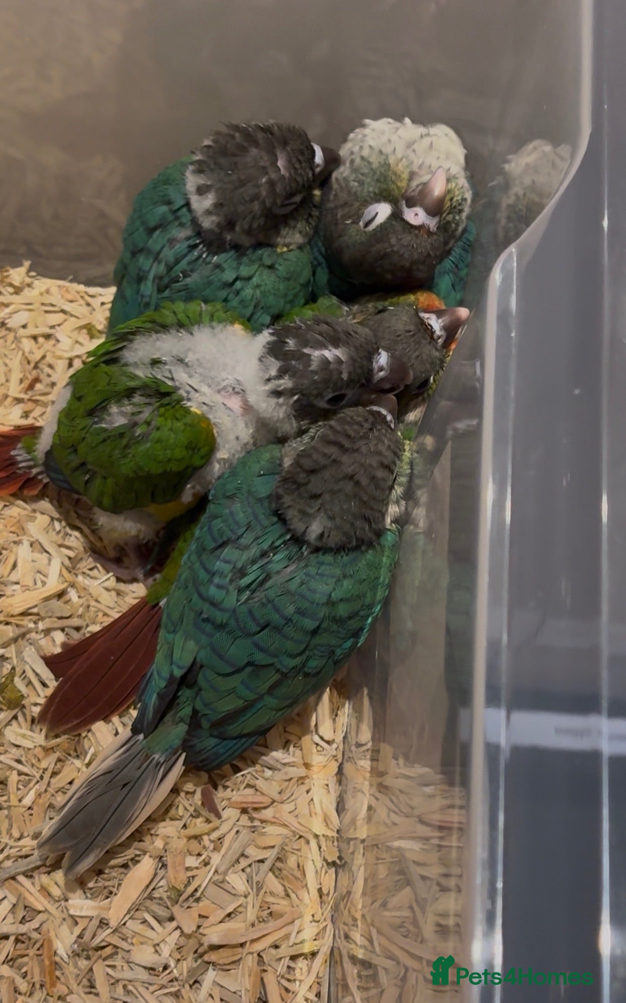 Conures birds Hand-Reared Conure Babies  - Advert 7