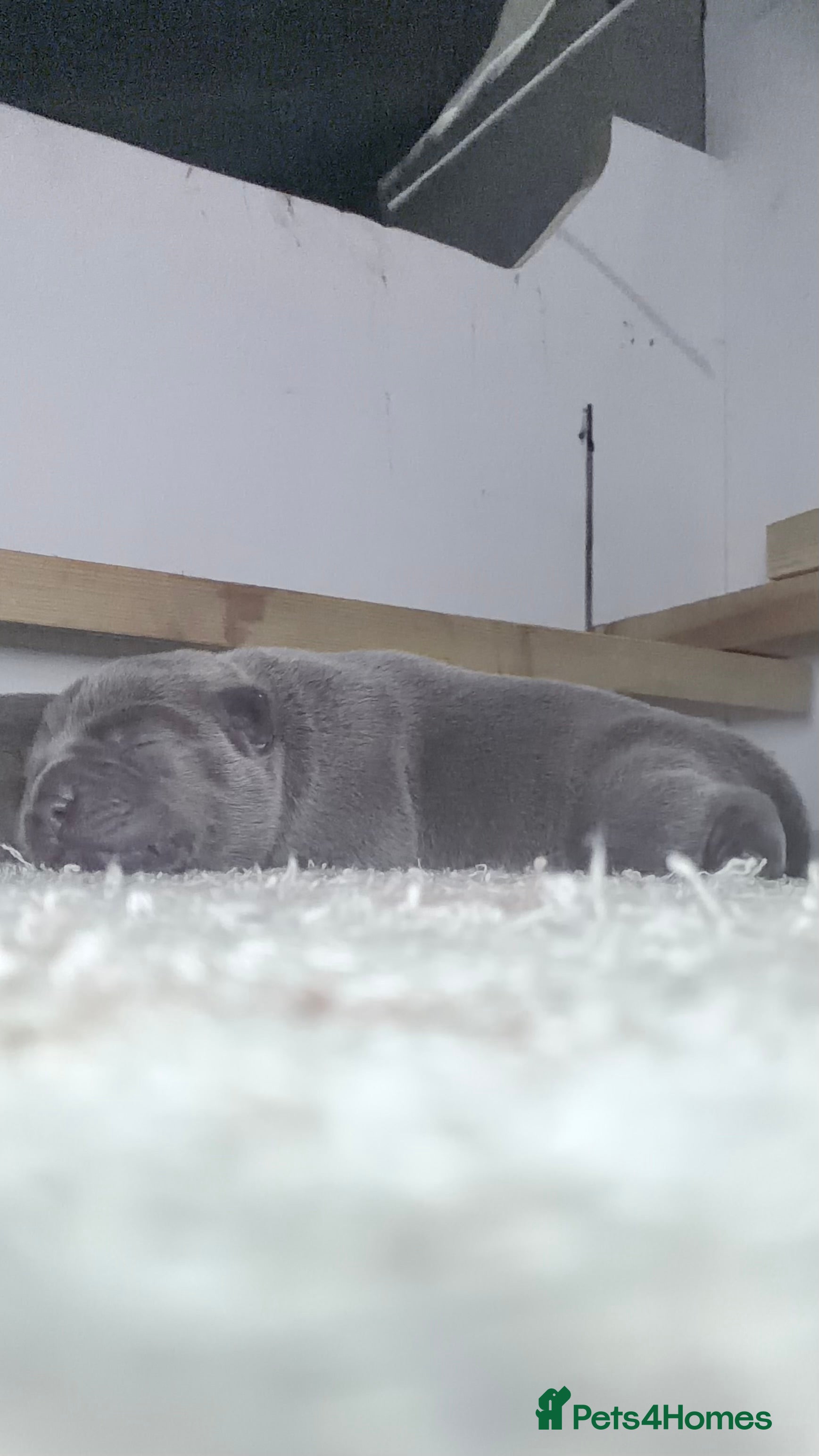 Staffordshire Bull Terrier dogs Amazing blue Staffordshire puppies - Advert 1