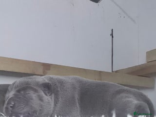 Staffordshire Bull Terrier dogs Amazing blue Staffordshire puppies - Advert 1