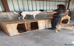 Mixed Breed dogs for adoption: Pixel, 3-4 yrs old. Available for adoption. - Image 8