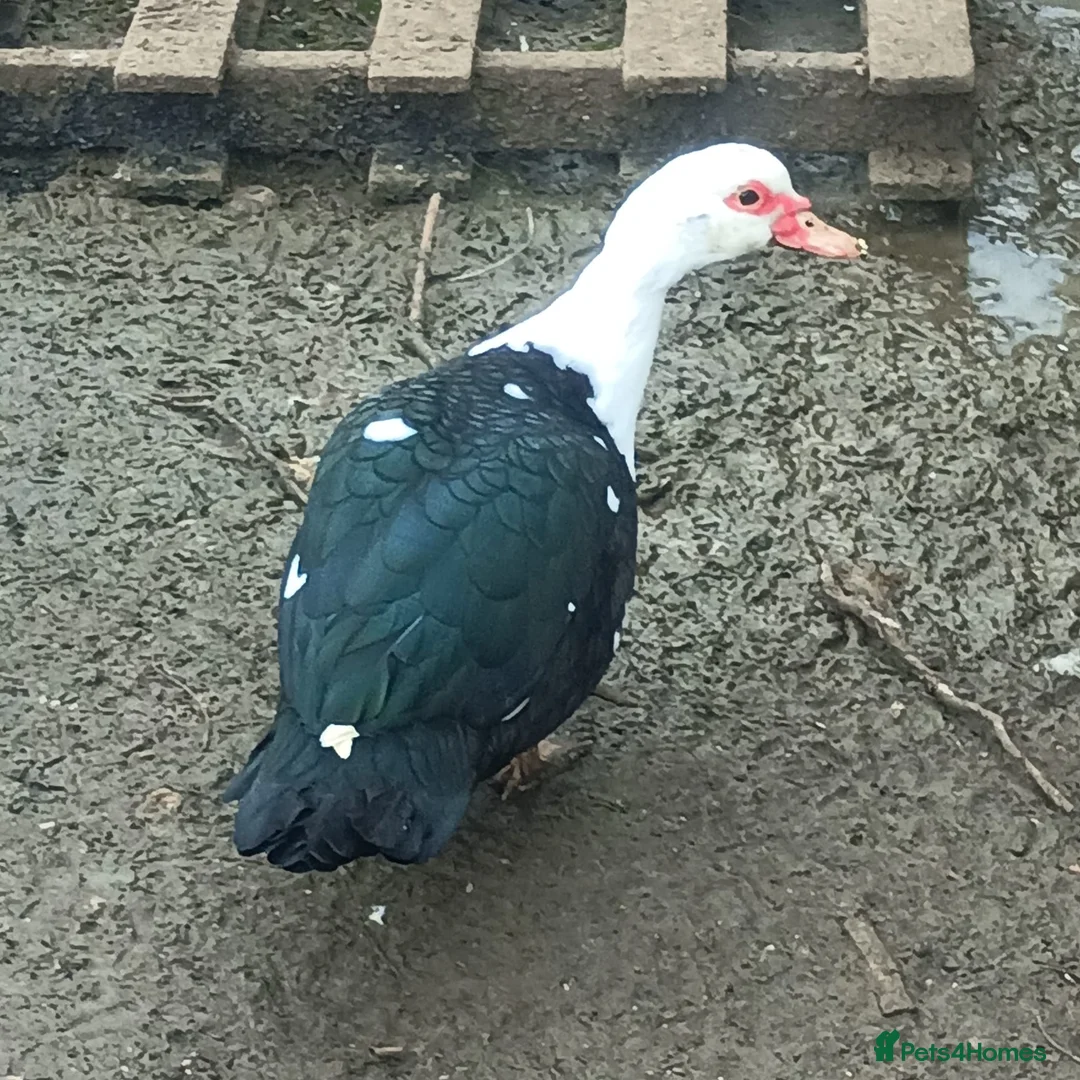 Ducks poultry for sale: Muscovie Ducks bonded flock of four - Advert 3