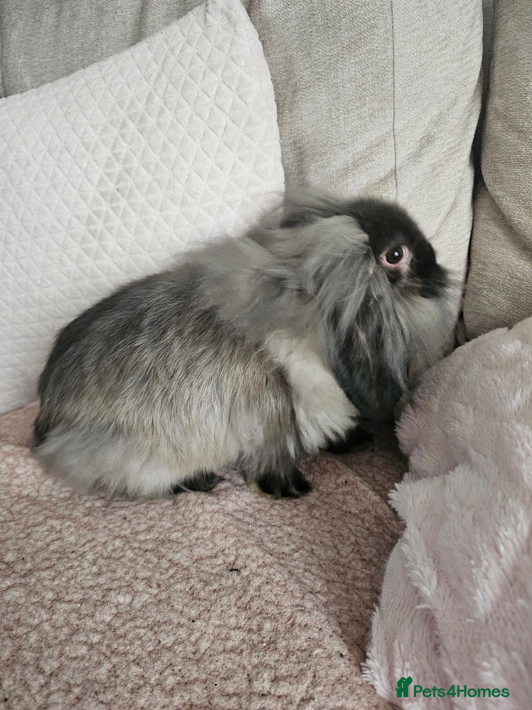 Mixed Breed rabbits for sale: Two female 3 month old bunnys - Advert 3