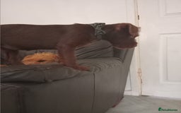 Patterdale Terrier dogs for sale: Patterdale 12weeks - Image 6
