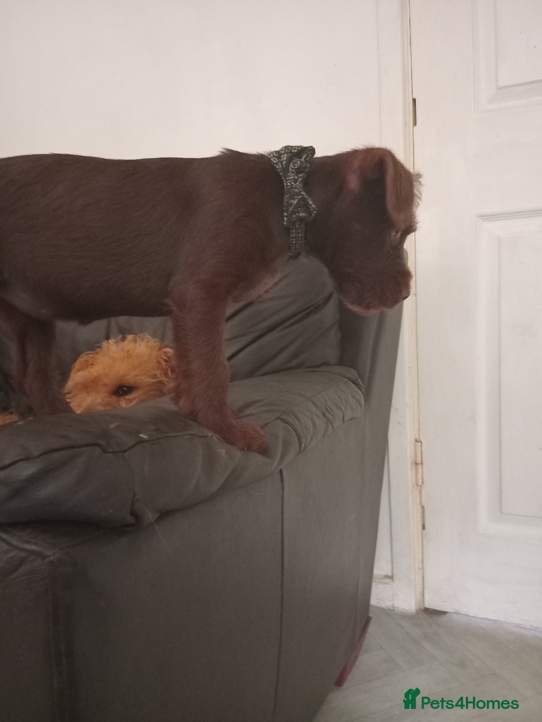 Patterdale Terrier dogs for sale: Patterdale 12weeks - Image 6