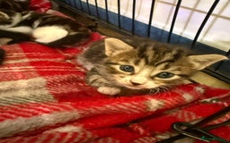Bengal cats for sale: half bengal kittens  - Image 18