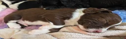 Mixed Breed dogs for sale: Bordoodle X Springer Spaniel puppies  - Advert 13