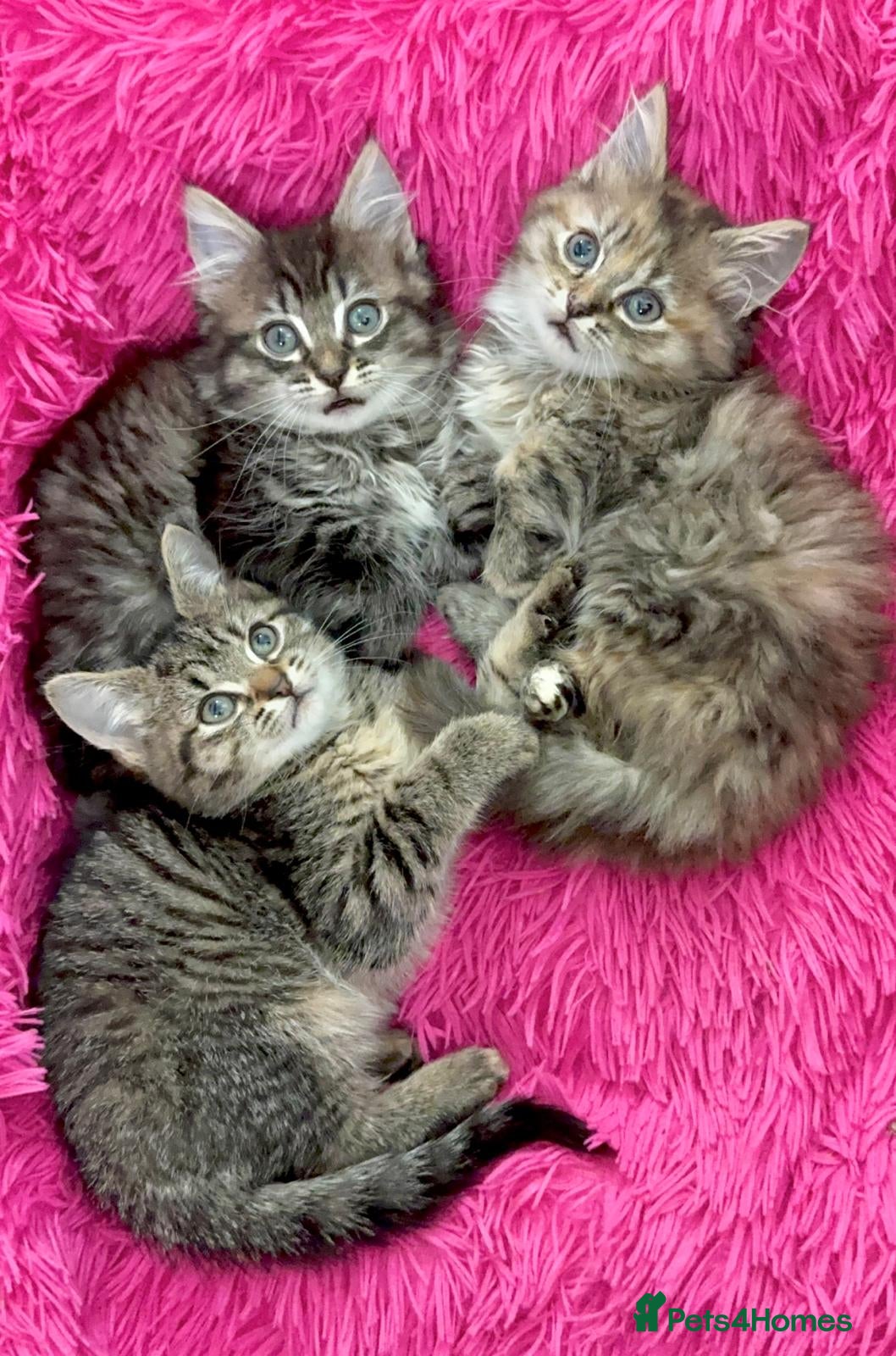 Mixed Breed cats GORGEOUS FLUFFY KITTENS - Advert 7