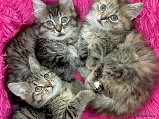 Mixed Breed cats GORGEOUS FLUFFY KITTENS - Advert 4