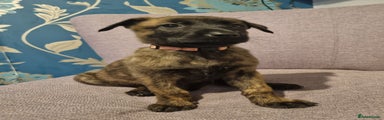 Belgian Shepherd Dog Puppy 3