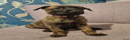 Belgian Shepherd Dog dogs for sale: Mother is a Dutch Herder NOT Belgian shepherd!!  - Advert 5