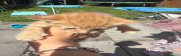Mixed Breed cats for sale: Kittens  - Advert 2