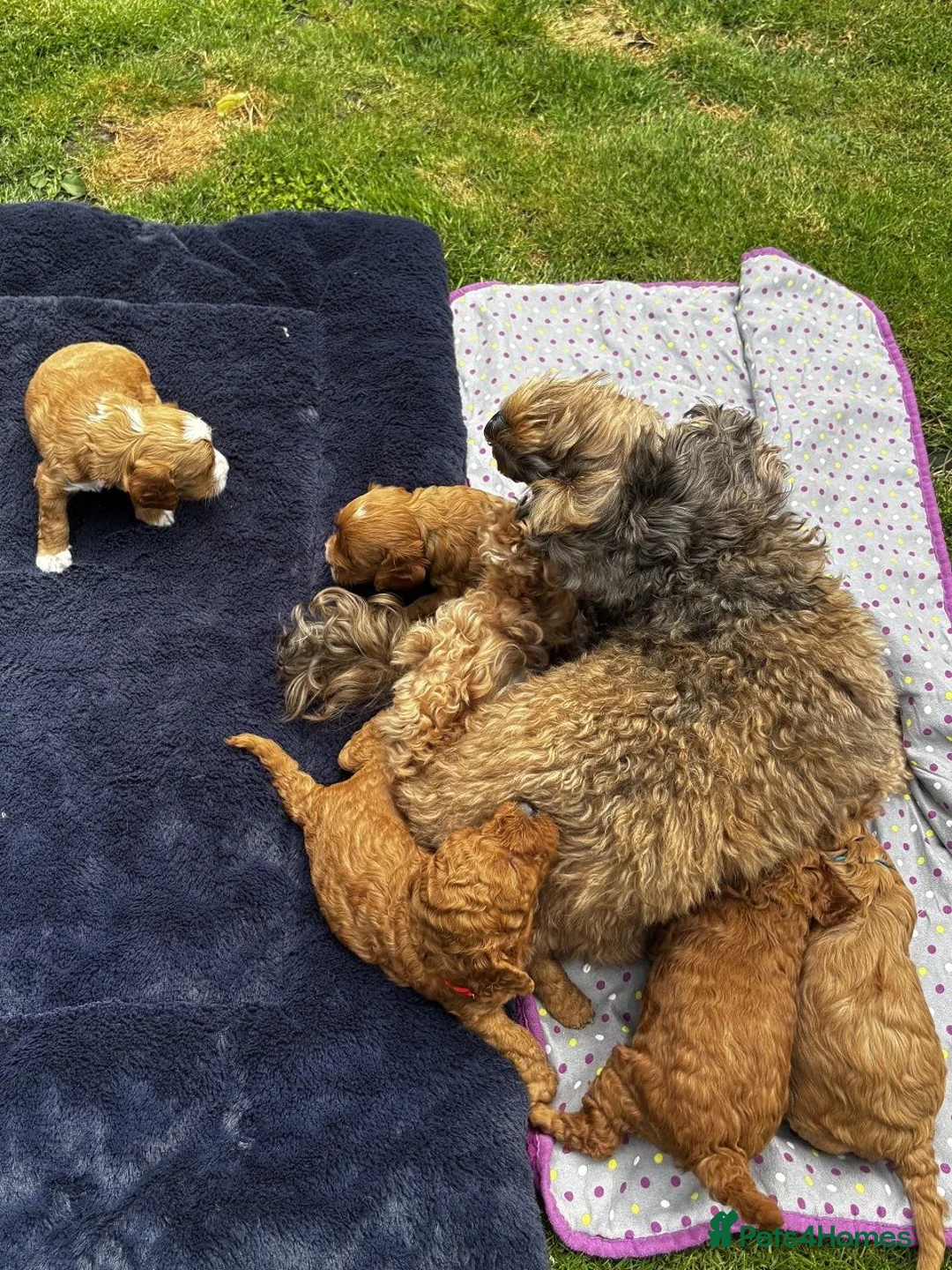 Cockapoo dogs for sale: Outstanding cockapoo puppies - Advert 12