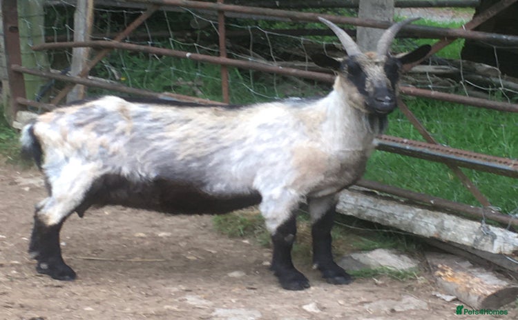 Goats livestock - Advert 1